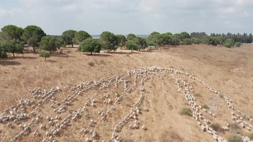 Large Herd of Sheep Moving Across Rural Hillside