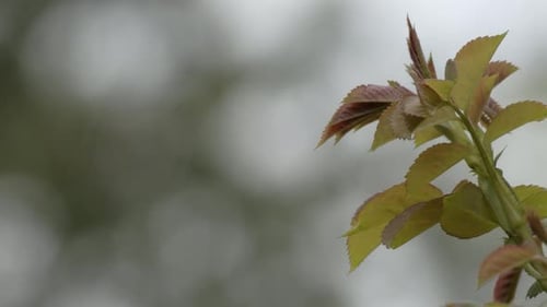 Pflanzenblätter bewegen sich in Polen im Wind, Zeitlupe, Nahaufnahme, statische Aufnahme