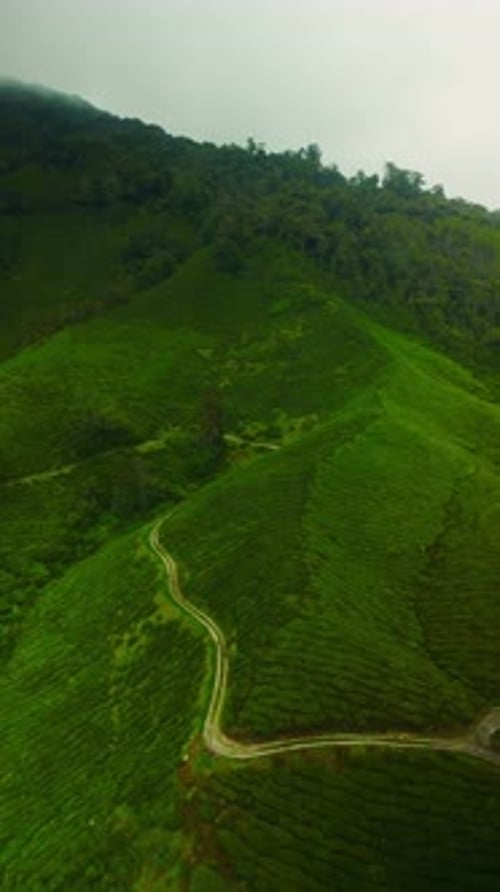 Tea Plantations in Mountains Aerial Drone View Vertical Video