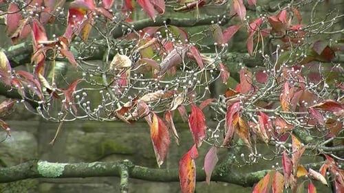 Dogwood tree (Cornus florida) in autumn with stone wall in background.