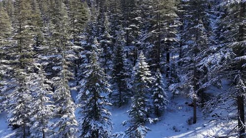 Forêt d'hiver avec arbres enneigés, vue aérienne, nature hivernale