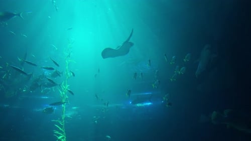 Ocean fish and Aqua World in a big blue aquarium