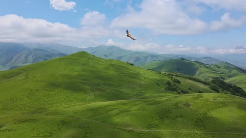 Aerial View of a Bird of Prey Flying Over an Alpine Green Mountain Valley