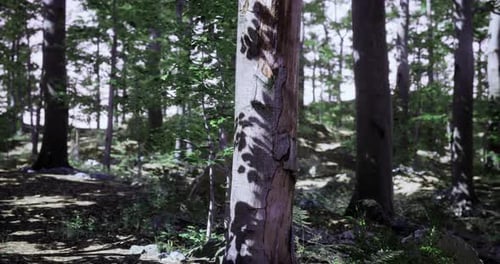 Exploring a Serene Forest with Dappled Sunlight Illuminating Trees