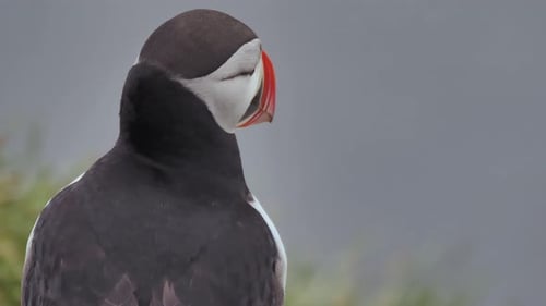 Puffin in West Iceland moving the neck and starting to fly on a cloudy day