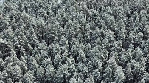 Drone winter shot of a dense forest blanketed in fresh snow, wide-angle lens capturing the textured