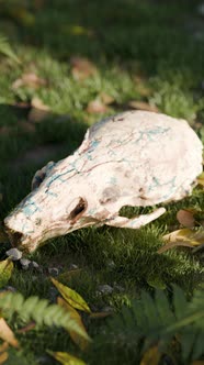 Animação 3D em loop do conceito de vida após a morte de um crânio de ...