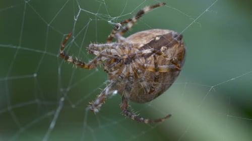 Araignée