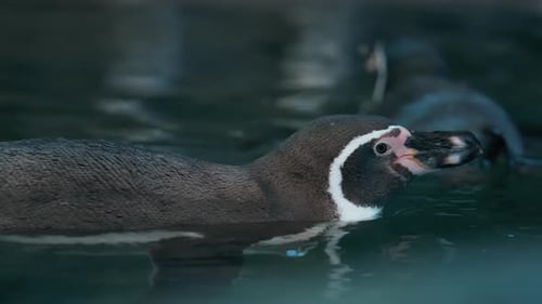 Penguin Swimming in Water Close Up