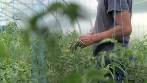 Man Tending to Lush Tomato Plants in Greenhouse