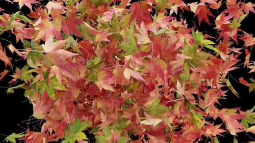 Autumn Maple Leaves Bursting on Blue Screen