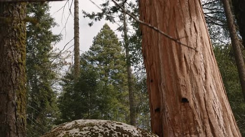 Grand rocher près d'un tronc de séquoia dans la forêt