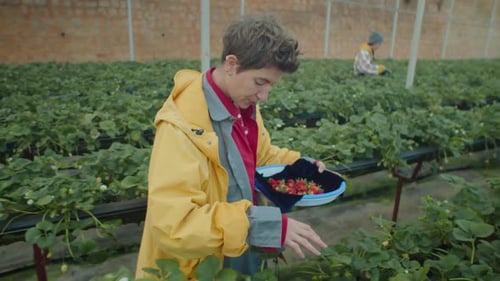 Woman Picking Up Strawberry in Greenhouse Farm
