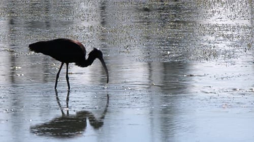 Backlit russet Ibis bird wading in shallow wetland pond in silhouette