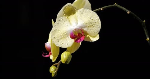 Detail of ornamental orchid flowers