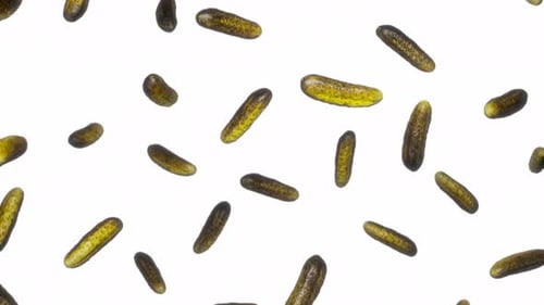 Rotating Pickles Seamless Loop Animation on White Background