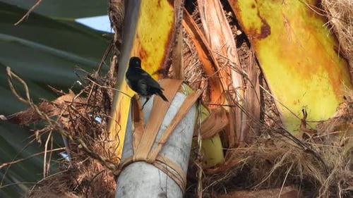 Dark Bird Perched on Tropical Palm Tree Branch