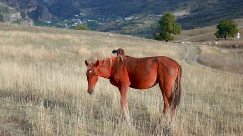 Horse In Field Lone Brown Mare Feeds Peacefully Amidst Tall Grasses Beneath Sprawling Mountain Sky