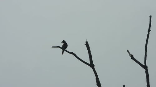 red vented bulbul bird in tree and flaying .