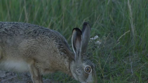 Wild hare running and eating on the road slow motion with big eyes