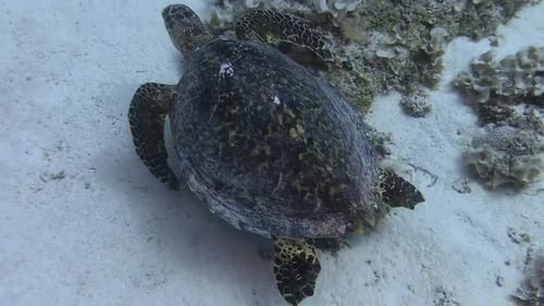 Hawksbill turtle swimming