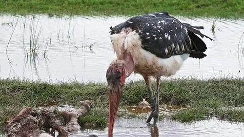 Wading bird african marabou stork