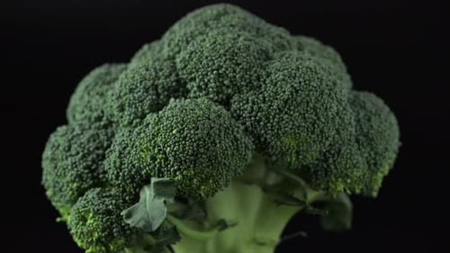 Close Up Fresh Green Broccoli Floret