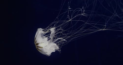 Ethereal Jellyfish Drifting in Deep Ocean Abyss Mesmerizing Underwater Sea Creature