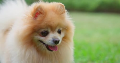 Happy Little Cute Fluffy Pedigree Pomeranian Dog Walking Outdoor at Park on a Grass Lawn