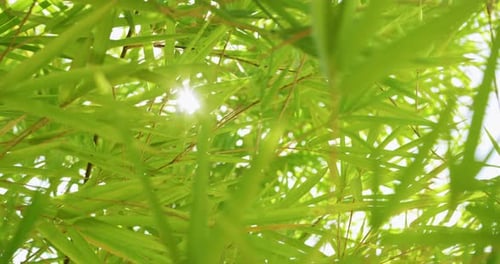 Bamboo leaves swaying in the breeze tranquil forest nature lush environment upward view serenity