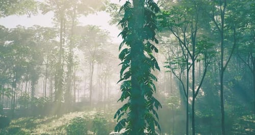 Lush Green Foliage Fills the Forest with Morning Light in a Peaceful Setting