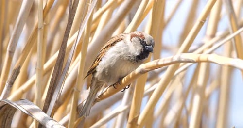 House Sparrow
