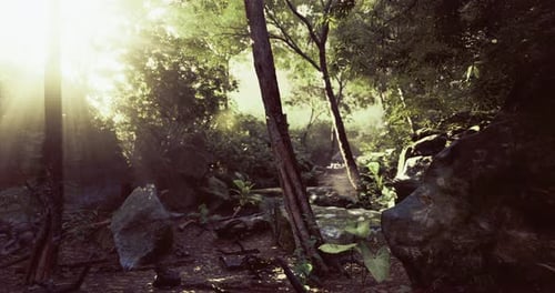 Sunlight Filters Through Trees in a Tranquil Forest Setting During the Day