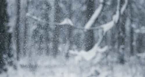 Snowy Winter Forest Scene with Heavy Snowfall