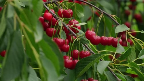 Sweet cherry. Ripe fruits hanging from a cherry tree branch