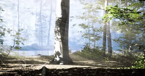 Sunlight Filters Through Trees in a Serene Forest Setting