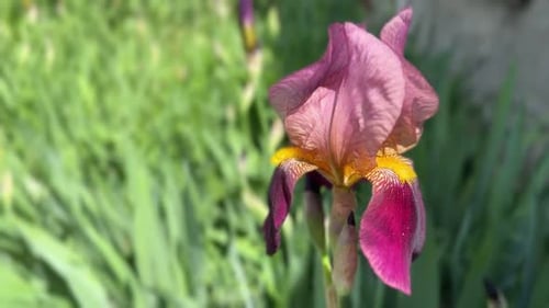 Beautiful iris flower in garden, closeup. Camera moving around