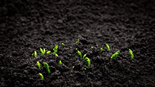 Fresh Green Sprouts Emerging from Soil Time Lapse