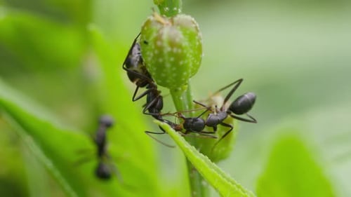 Carpenter Ants in forest