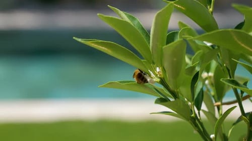 Slow motion shot of a bumble bee flying around a plant in a garden for pollen