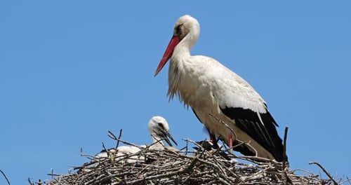 White storks feeding their chicks. The Camargue, France