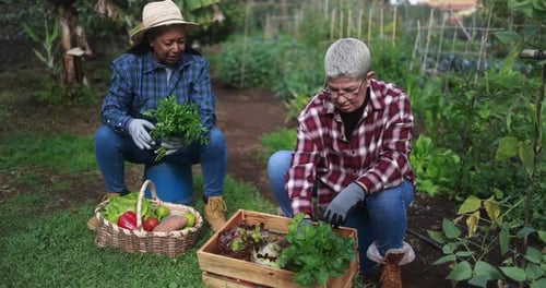Adults Harvesting Vegetables in Lush Organic Garden