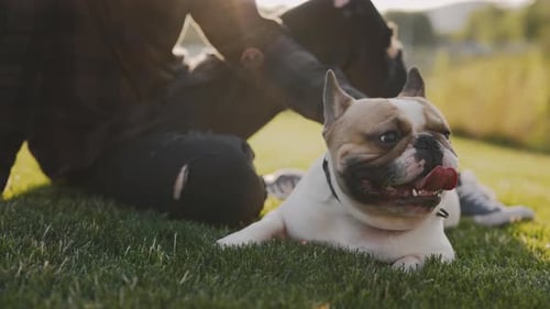 Hands of the Caucasian Man Pet Owner in a Park Stroking Showing Love to His Brooklyn Bulldog Guy