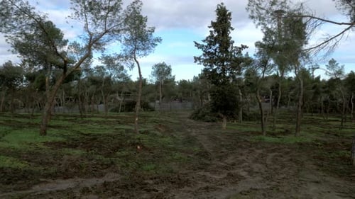 Fallen trees in Madrid largest park Casa de Campo after Filomena snow blizzard in January 2021 with