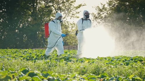 Workers Spraying Crops in Field with Protective Gear