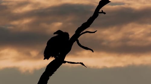 White backed Vulture in Greater Kruger National park, South Africa