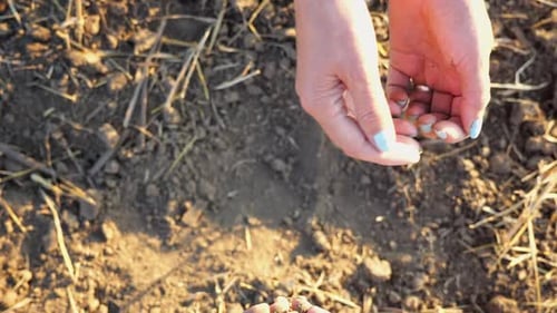 Young Hands Giving to Adult Female Arms Small Sprout at Meadow Farmers Getting Ready to Earth a