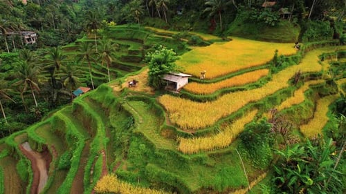 Tegalalang Rice Terrace Drone View of Worker Threshing in Ubud, Bali