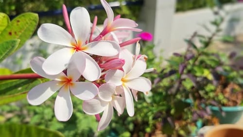 Red or pink plumeria blooming at the garden