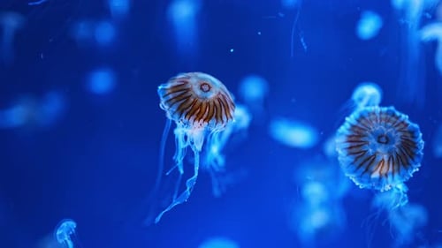 Beautiful Jellyfish in the Neon Light in Aquarium Nature Background